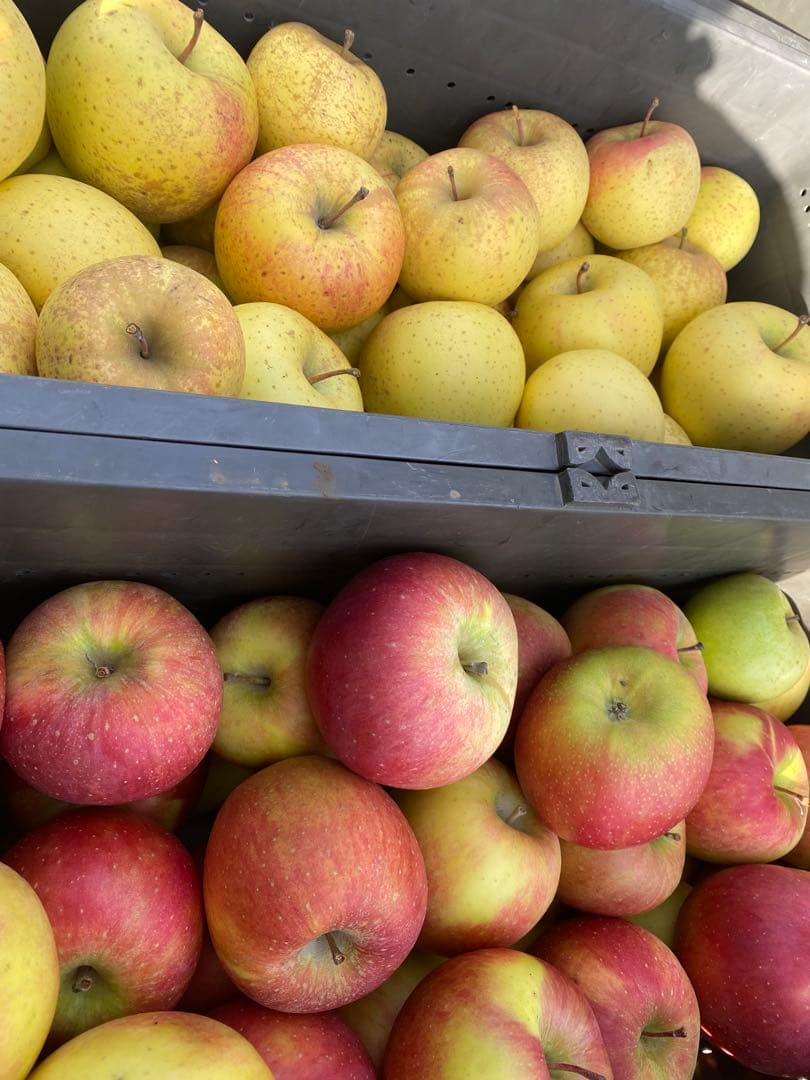 青森県産 りんごジュース 100%ストレートタイプ