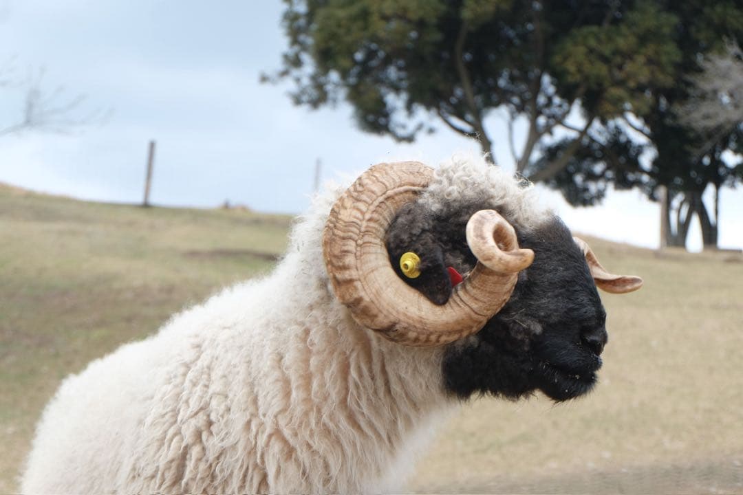 FUJIFILM ミラーレス一眼カメラ X-M1 16-50mm レンズキット