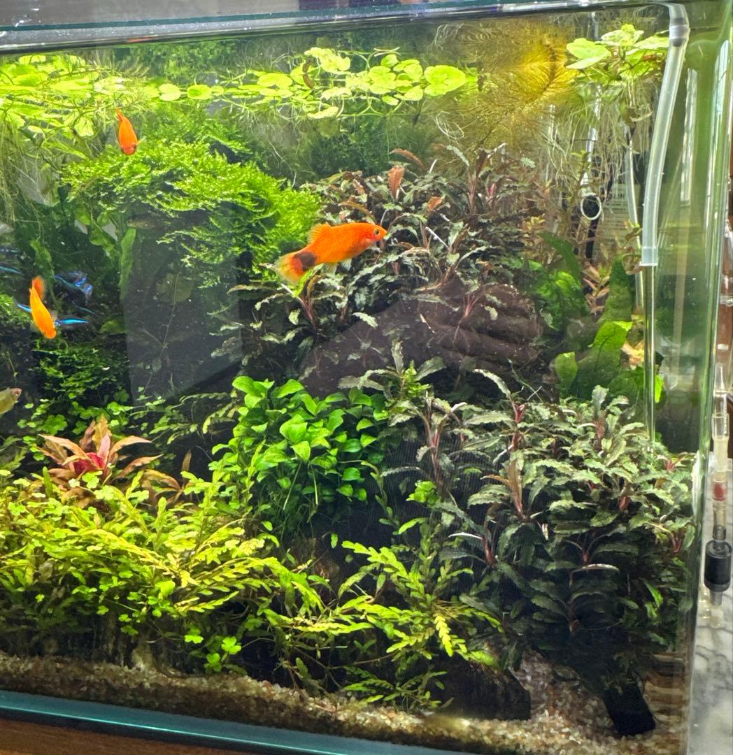 専用ゆうゆうメルカリ便ブセファランドラ クダガン 約３０株くらい