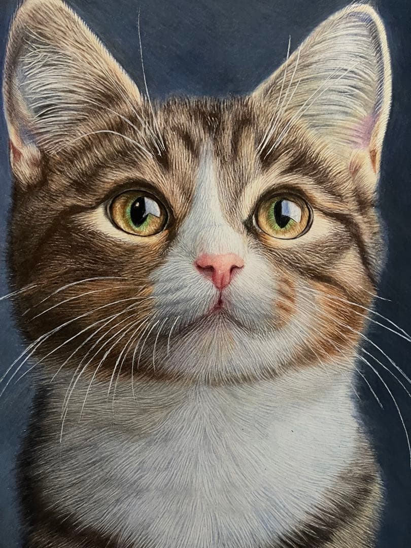 色鉛筆画A4キジシロ38