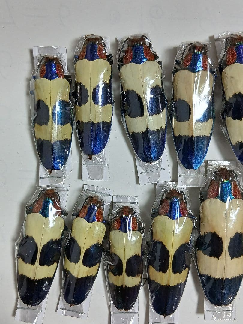 海外標本｜タマムシ科 甲虫標本（昆虫標本）