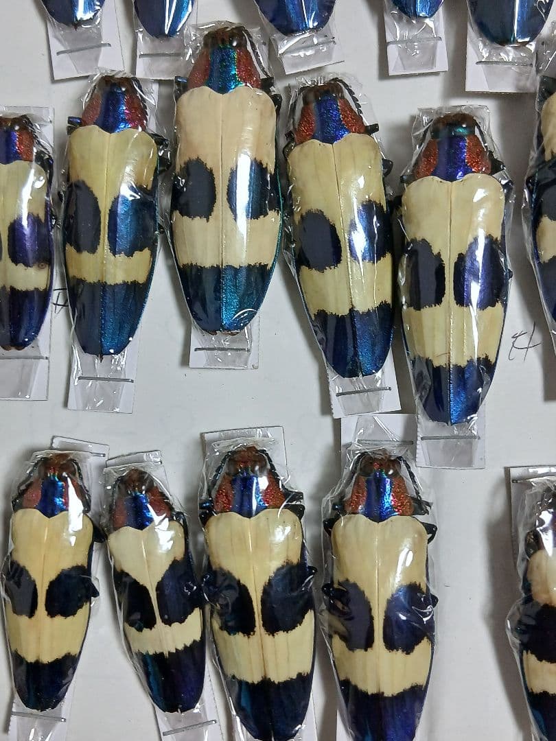 海外標本｜タマムシ科 甲虫標本（昆虫標本）
