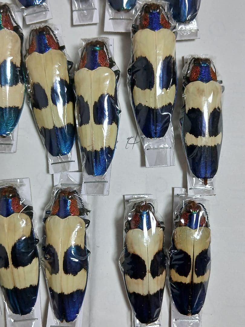 海外標本｜タマムシ科 甲虫標本（昆虫標本）