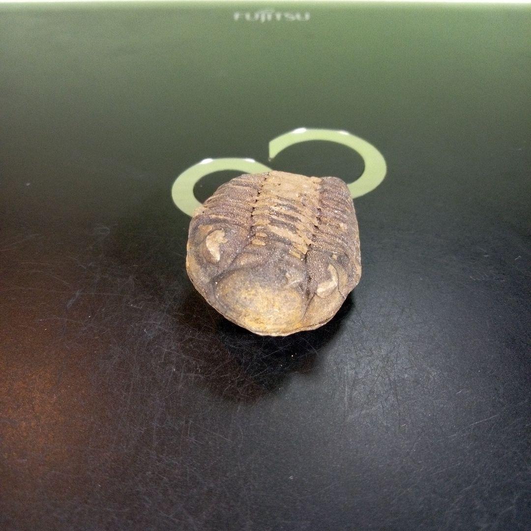 三葉虫　化石　fossil　ボリビア産　trilobite　ノジュール判別⑩