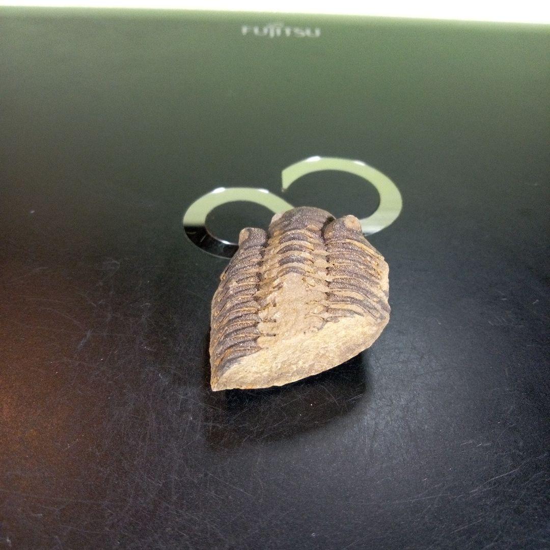 三葉虫　化石　fossil　ボリビア産　trilobite　ノジュール判別⑩