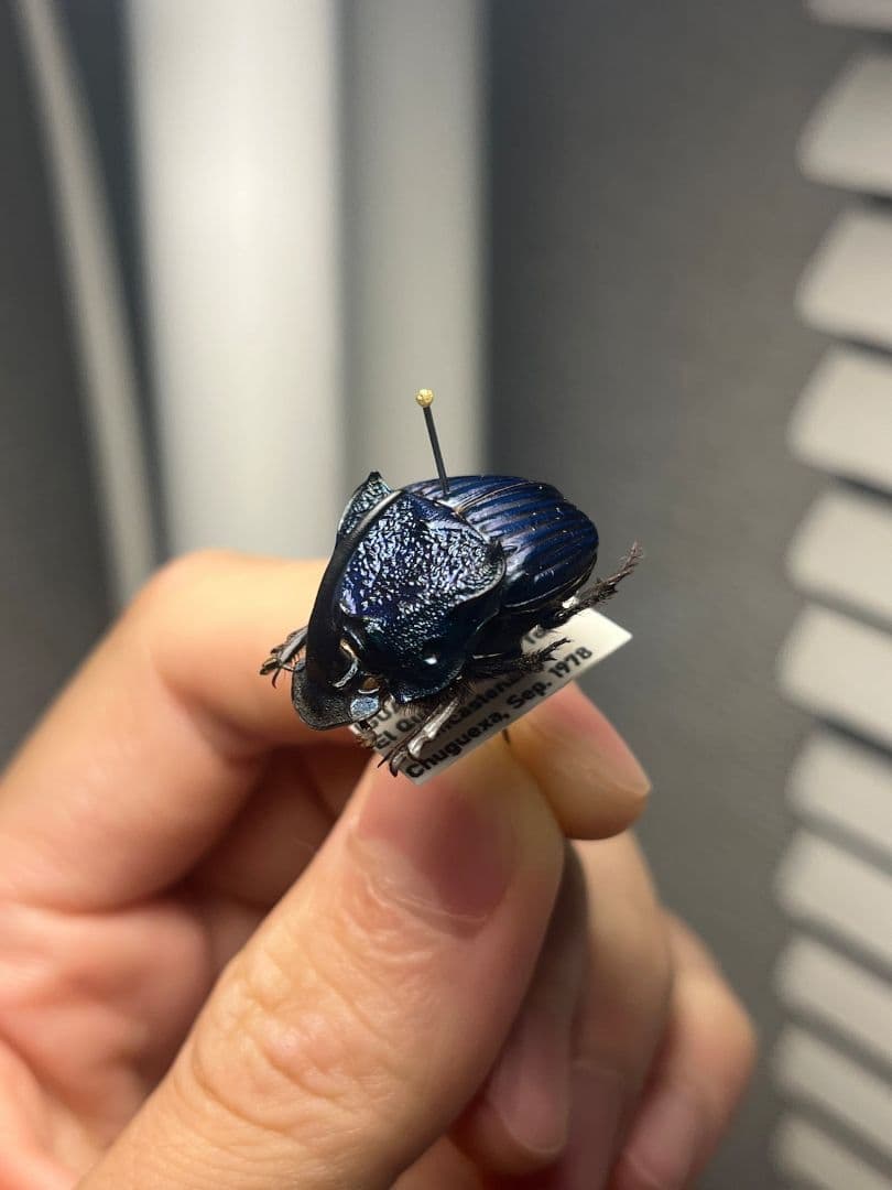 【23mm♂】アメジストニジダイコクコガネフンチュウ糞虫昆虫標本甲虫