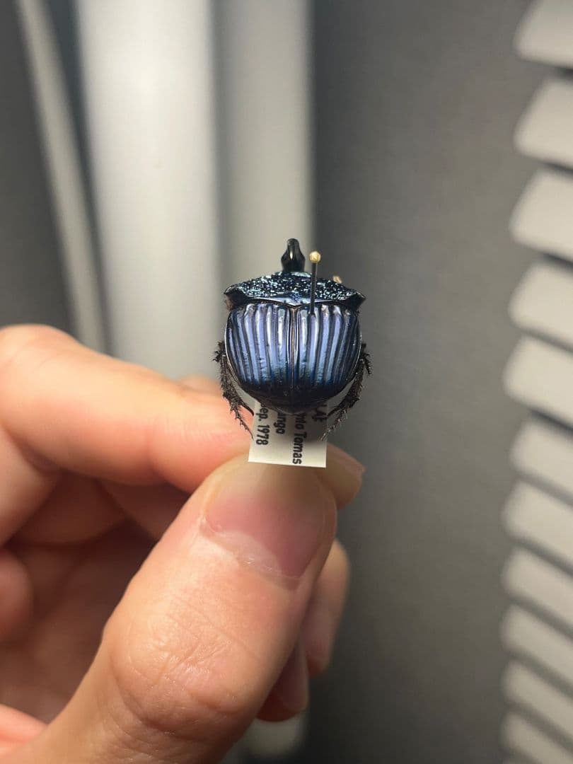 【23mm♂】アメジストニジダイコクコガネフンチュウ糞虫昆虫標本甲虫