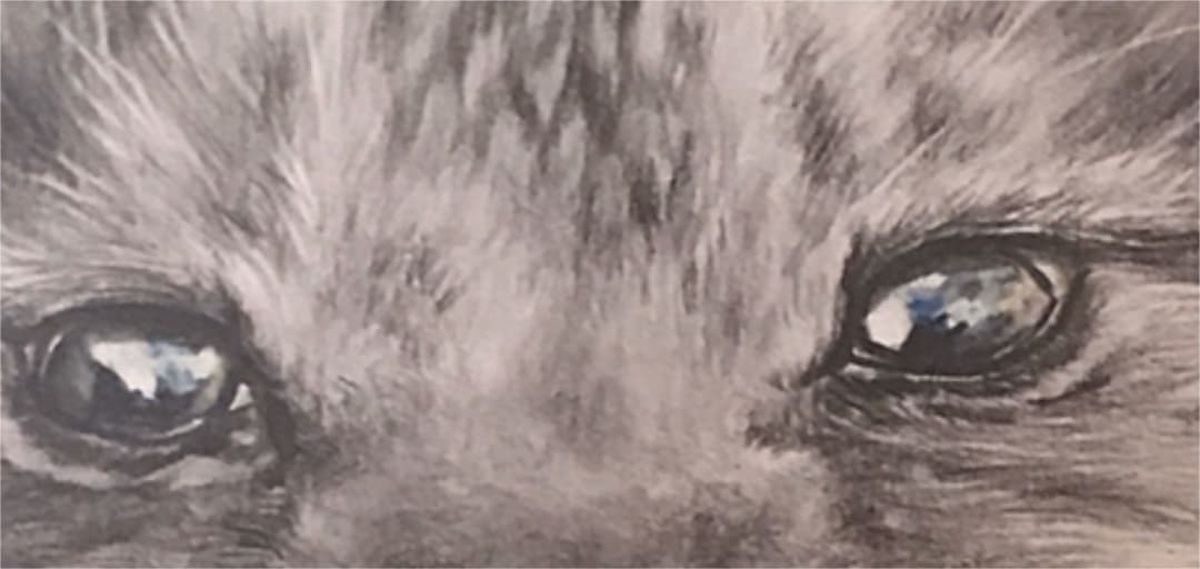 鉛筆画　ライオン　赤ちゃん