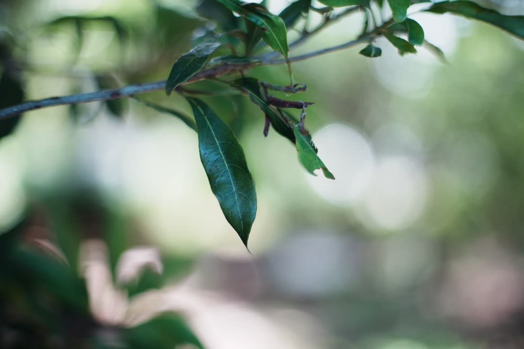 【極美品】Carl Zeiss Planar 50mm F1.4 MMJ 261