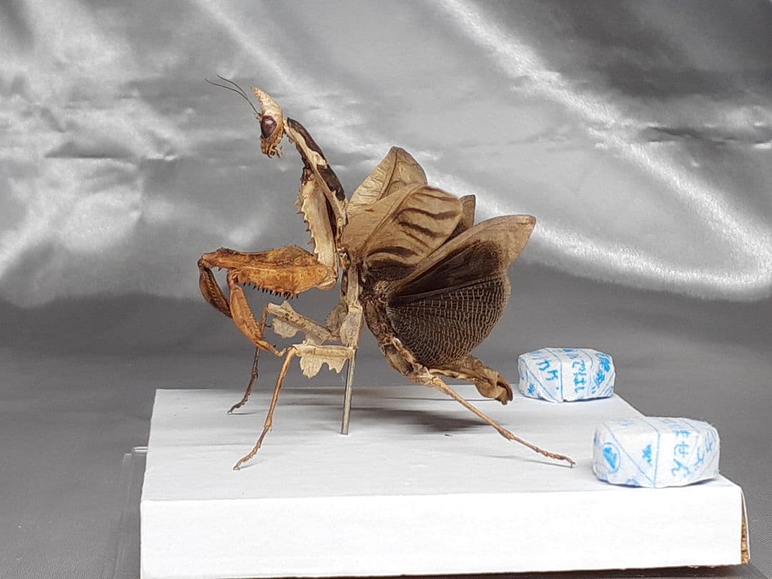 マオウカレハカマキリ雌　立体標本　魔王枯葉　ラスト１