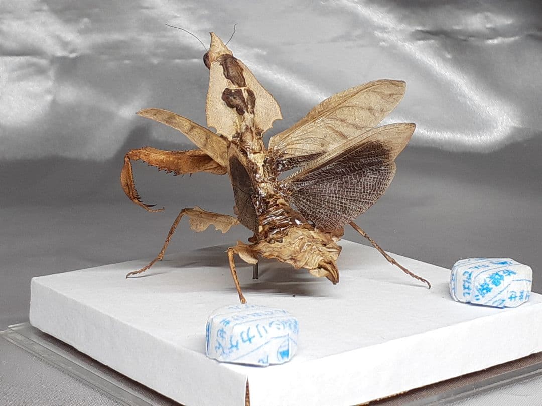マオウカレハカマキリ雌　立体標本　魔王枯葉　ラスト１
