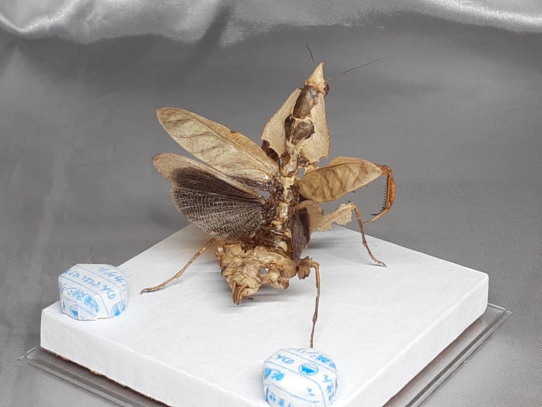 マオウカレハカマキリ雌　立体標本　魔王枯葉　ラスト１