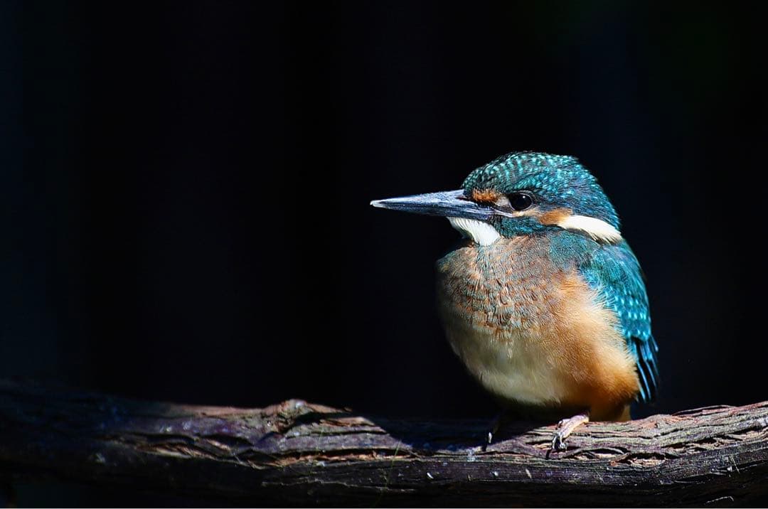 美品！Canon EF600mm F4 L USM