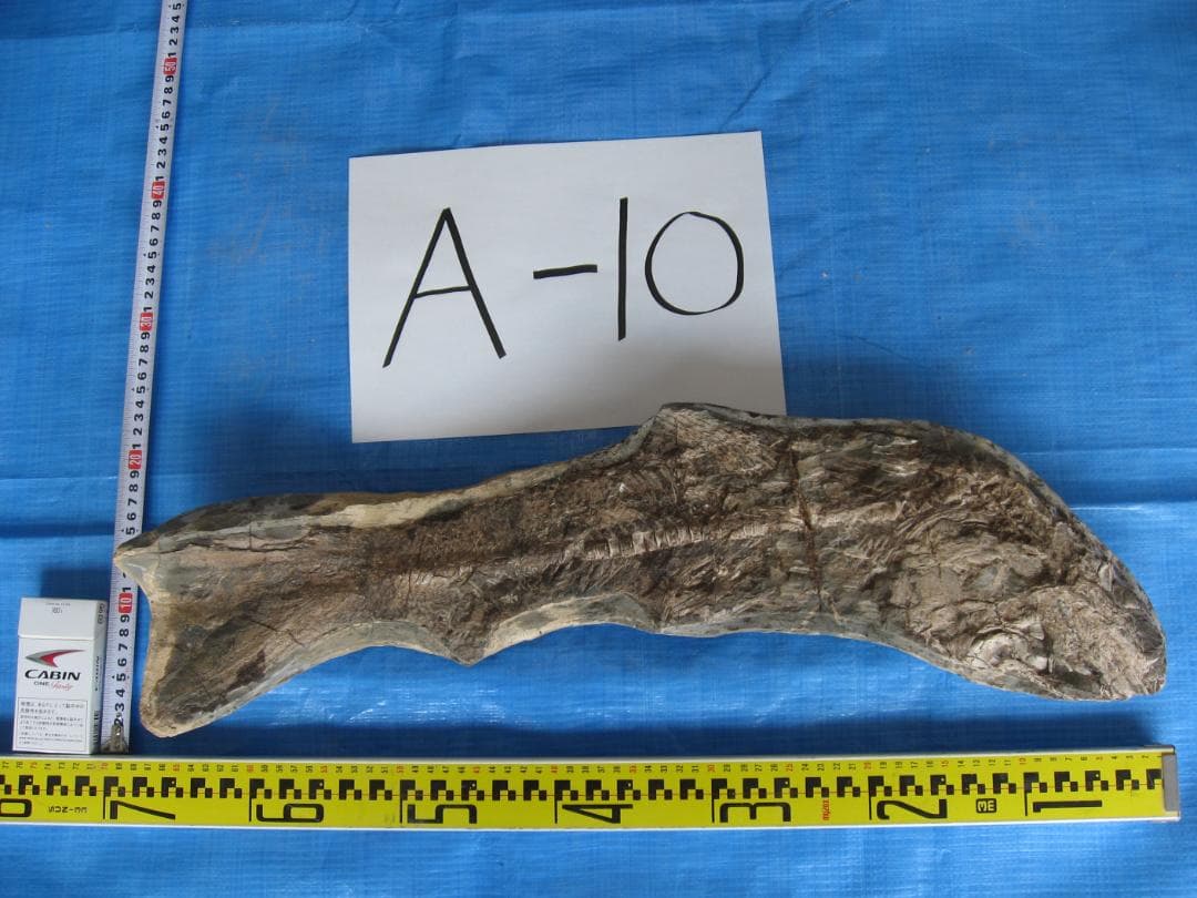 化石　A-10