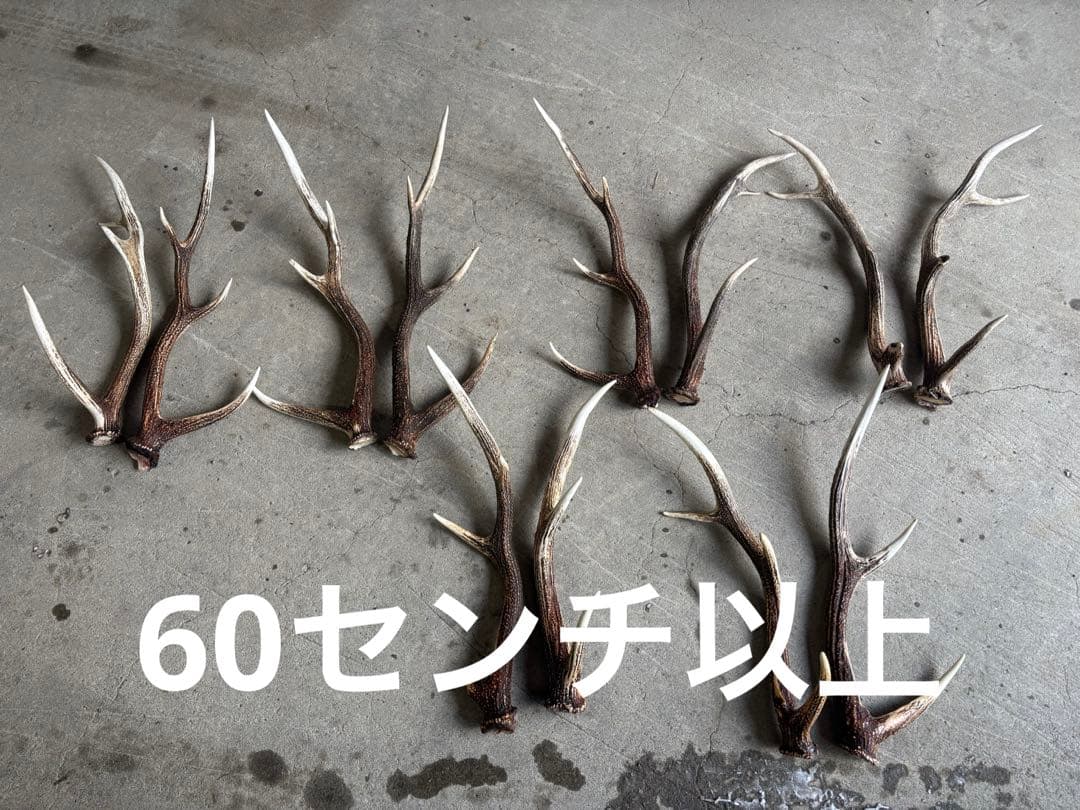 有害駆除対象鳥獣　エゾ鹿の角 複数セット