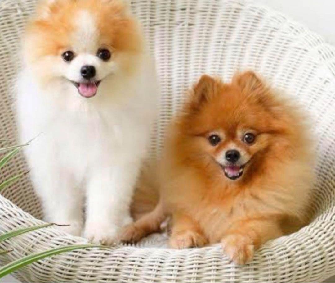 ドッグフード unic