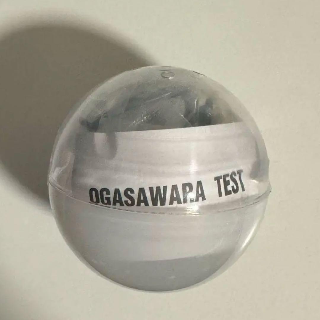 小笠原　アホウドリ　テストショット　ネイチャーテクニカラー