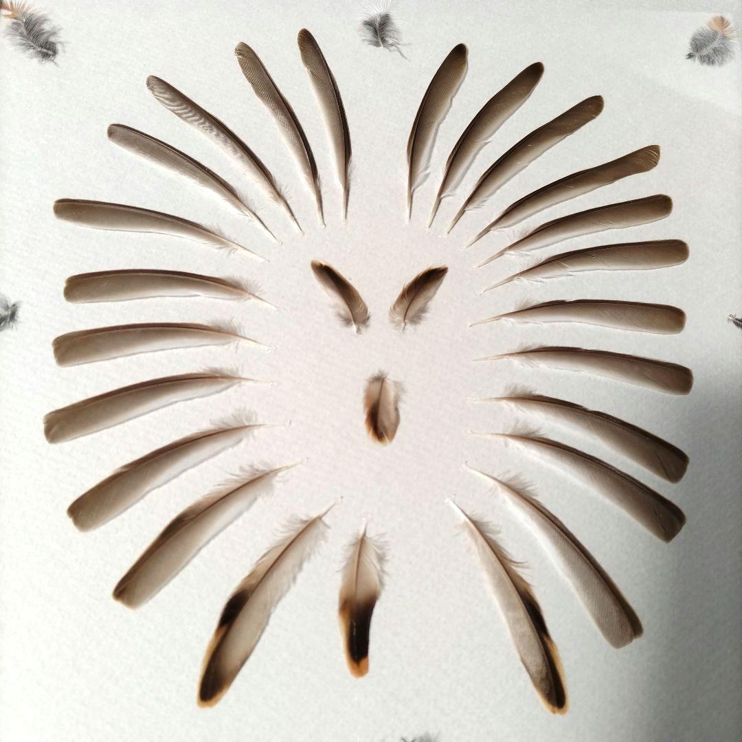 【匿名配送】カシラダカ 羽根 風切 アートフレーム