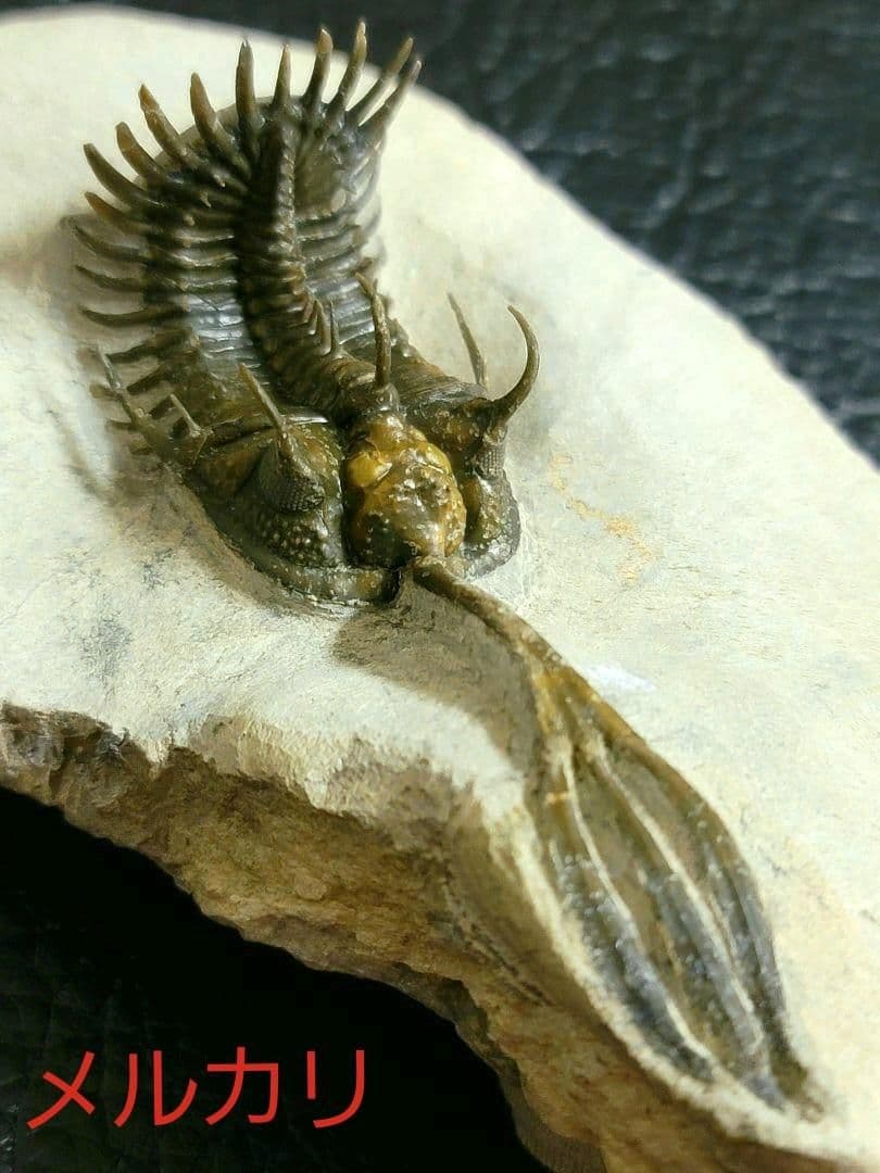 超美麗！三葉虫【Walliserops trifurcatus】化石 モロッコ