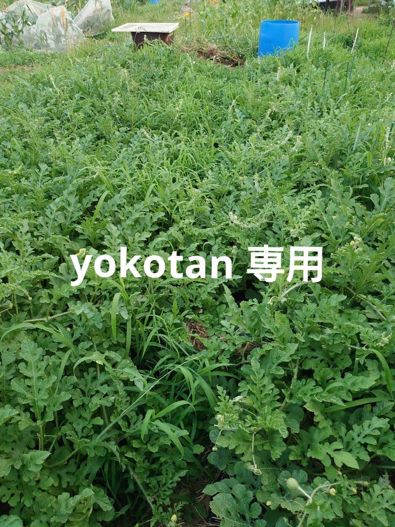 【希少】ミクロソリウム バリスモール十字 特大マザー株です。