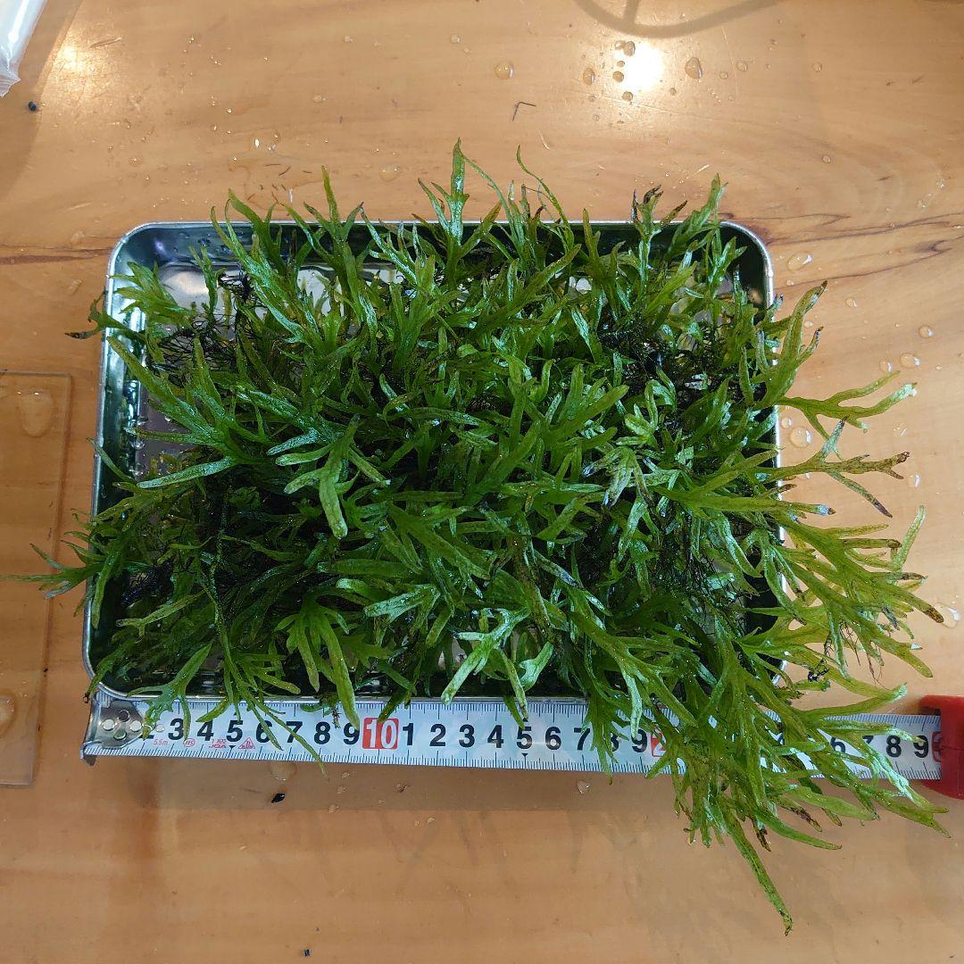 【希少】ミクロソリウム バリスモール十字 特大マザー株です。