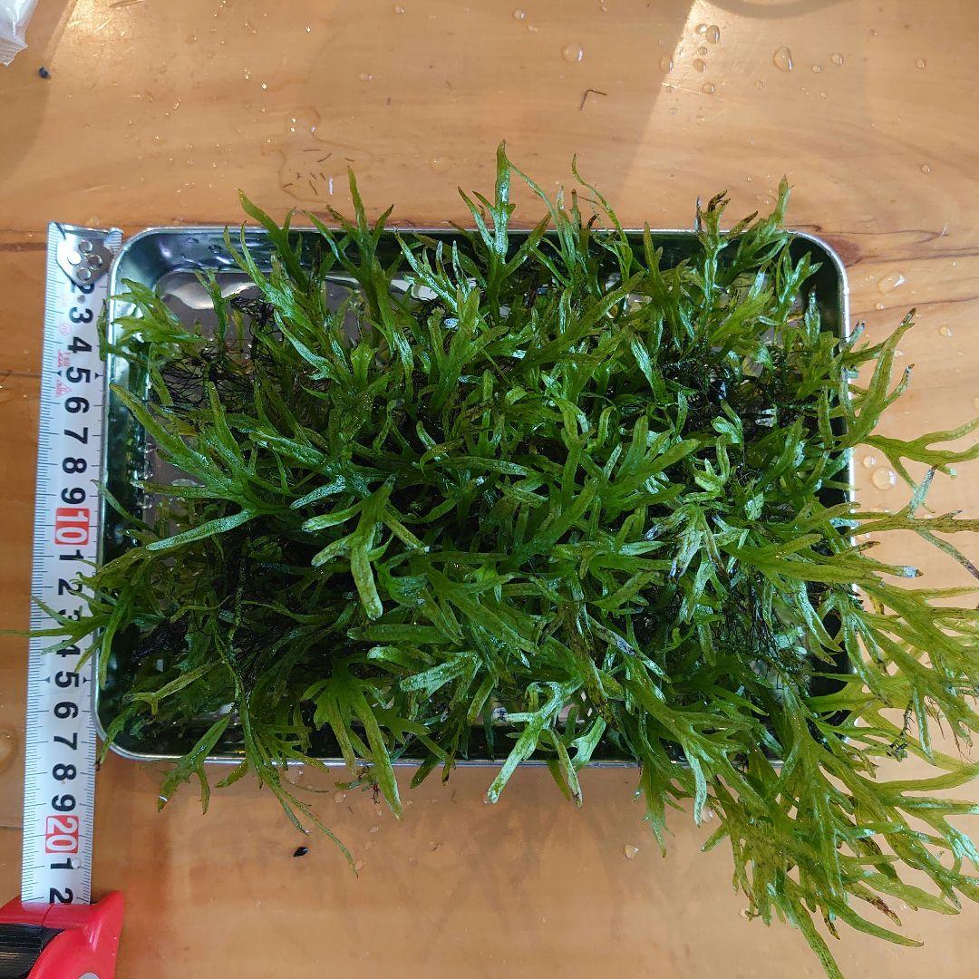 【希少】ミクロソリウム バリスモール十字 特大マザー株です。