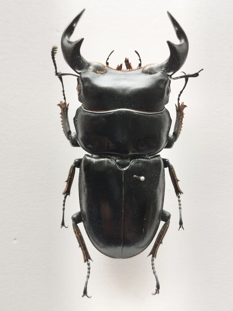 大型マレーアンタエウス 標本