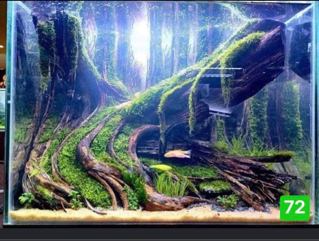 水槽用流木 水生植物。魚の水槽、水草 用の流木。流木 アクアリウム 。盆栽流木