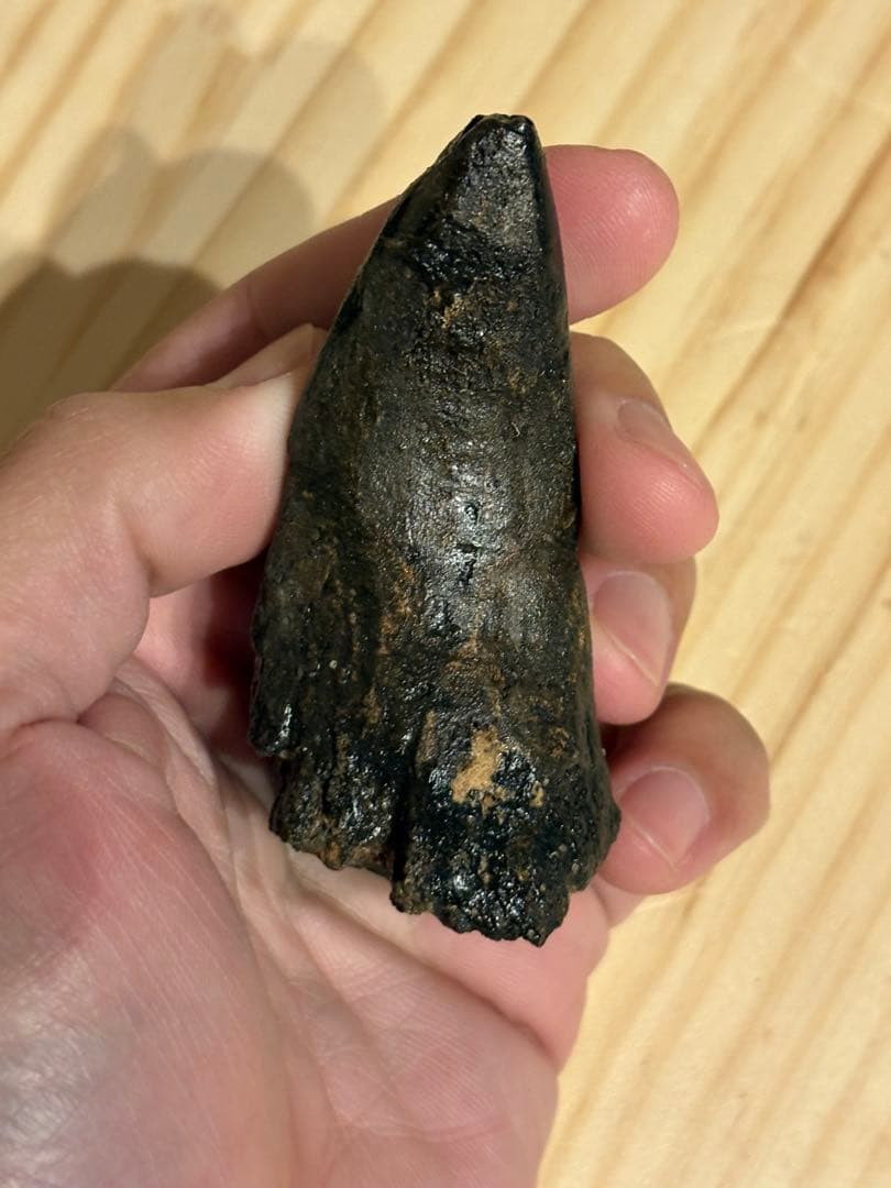 アフロベナトル　フットクロウ　化石　恐竜