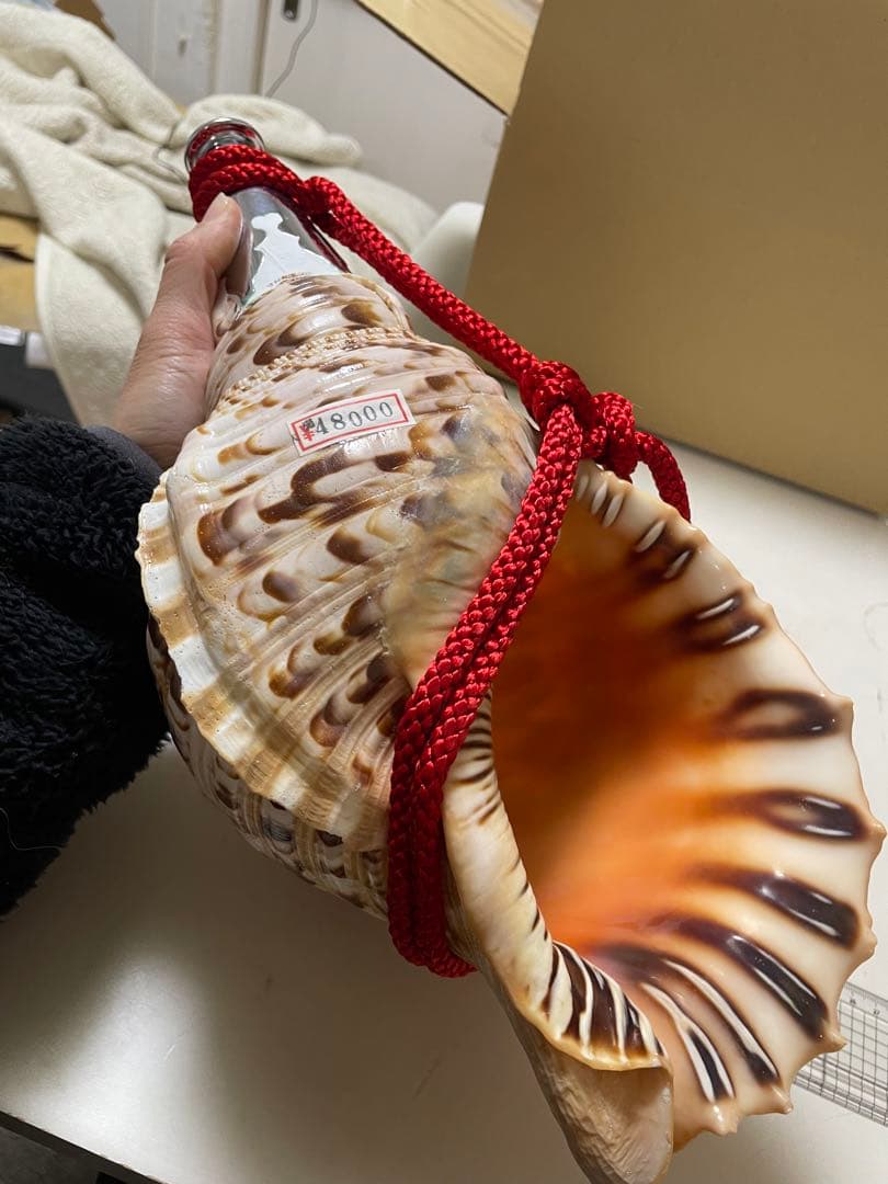 法螺貝①　貝殻　標本