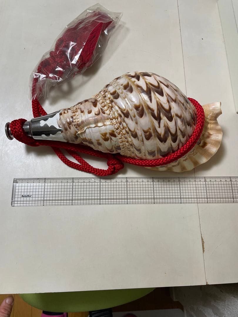 法螺貝①　貝殻　標本
