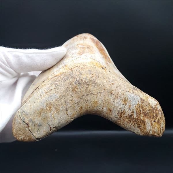 極上 メガロドン 歯 化石 本物 インドネシア 137.08mm mg11