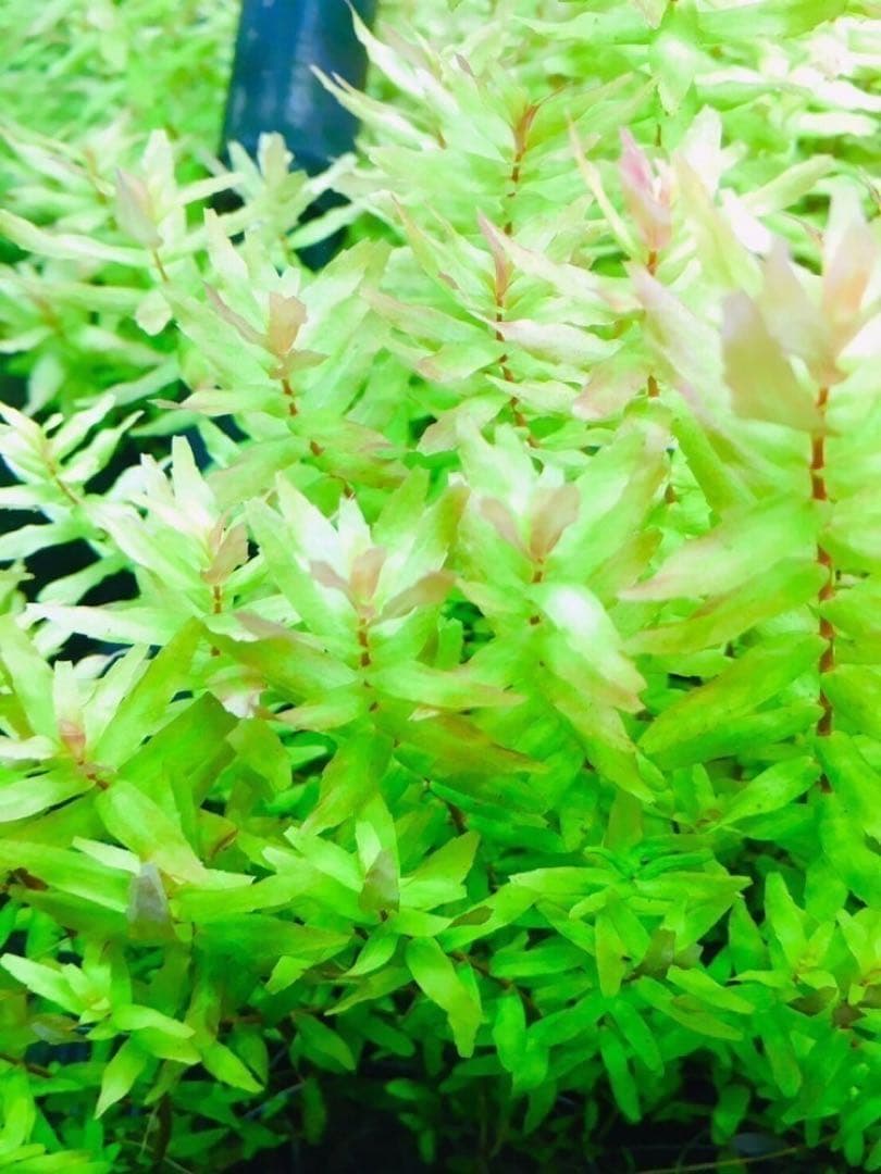 ロタラマクランドラグリーン　200本　水中葉　無農薬　無害虫