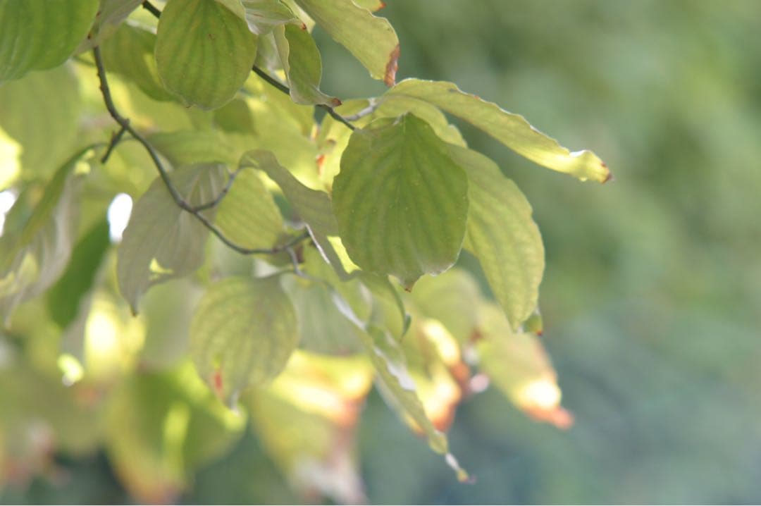 レンズ(ズーム) Sigma AF Zoom Apo 70-210mm F2.8