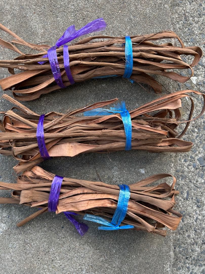 山葡萄蔓　宮城県2025年