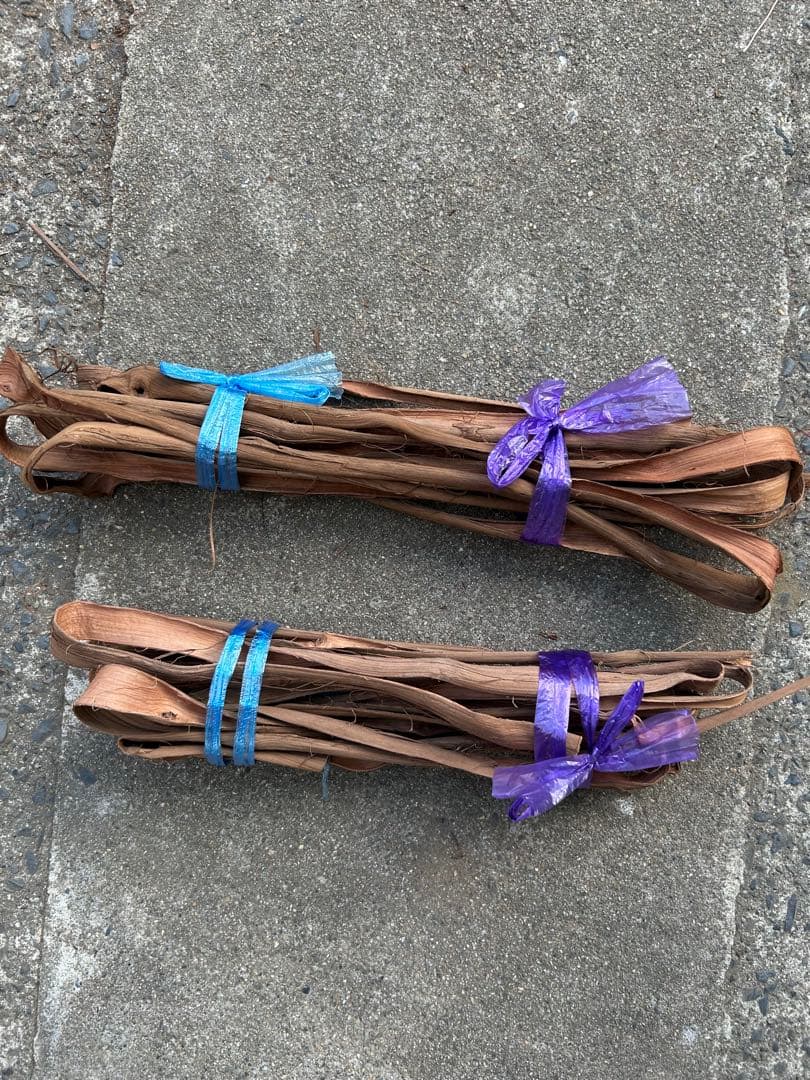 山葡萄蔓　宮城県2025年