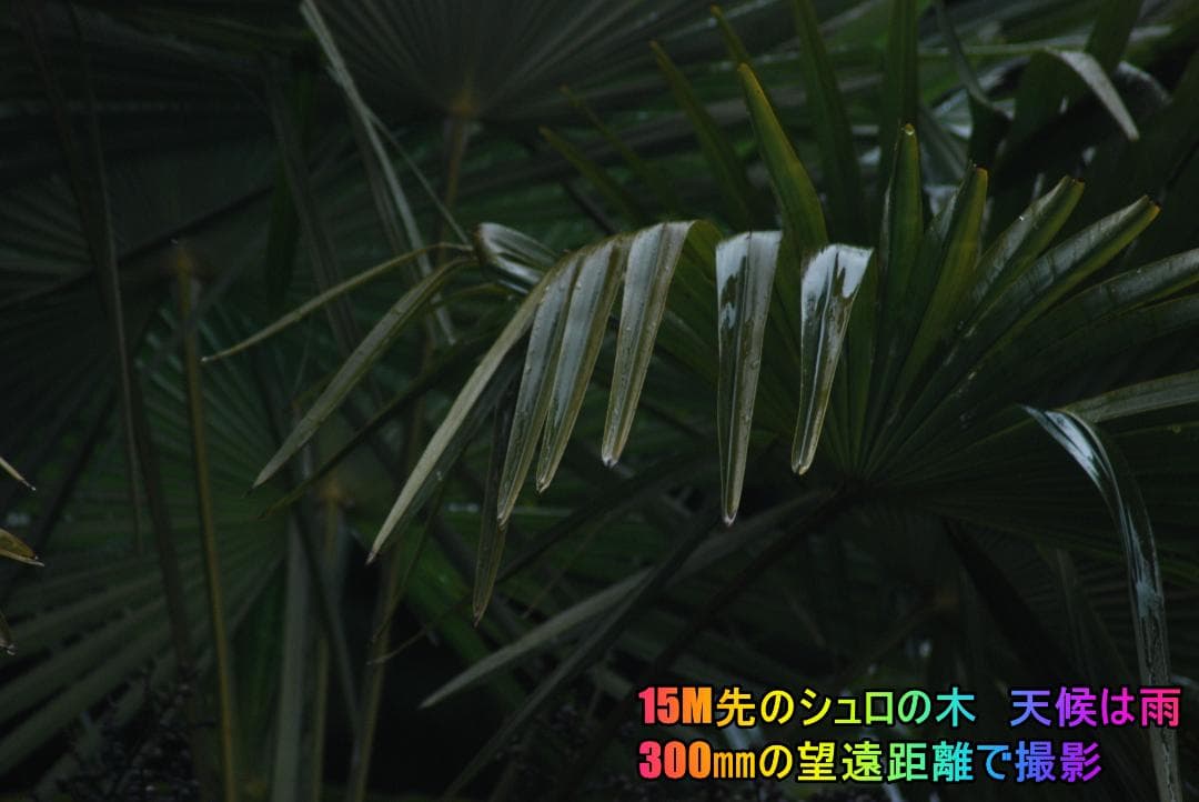 【ショット数6821極少】スマホを超越❢　Nikon D80超望遠ズーム