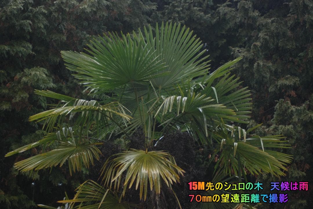 【ショット数6821極少】スマホを超越❢　Nikon D80超望遠ズーム