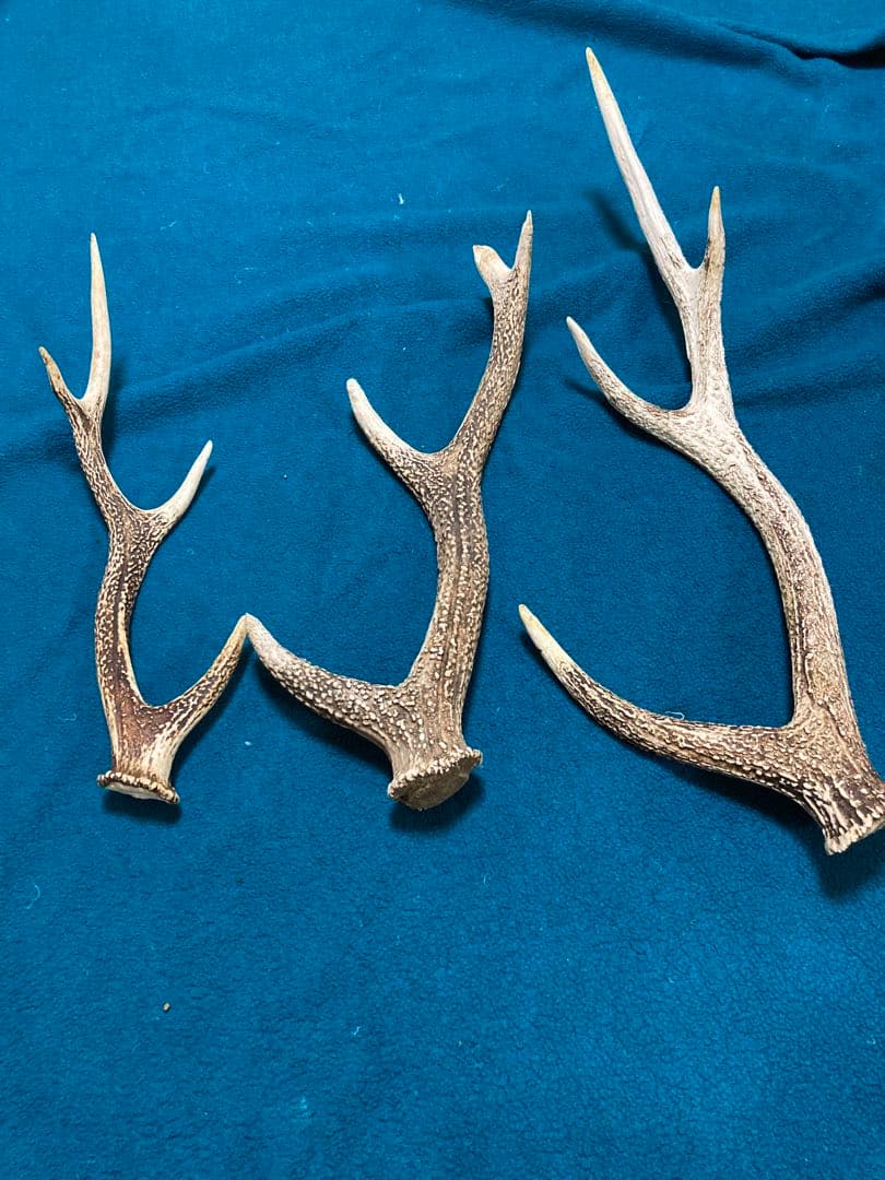 南信州産　ニホンジカ頭骨➕角セット