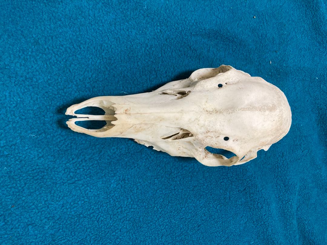 南信州産　ニホンジカ頭骨➕角セット