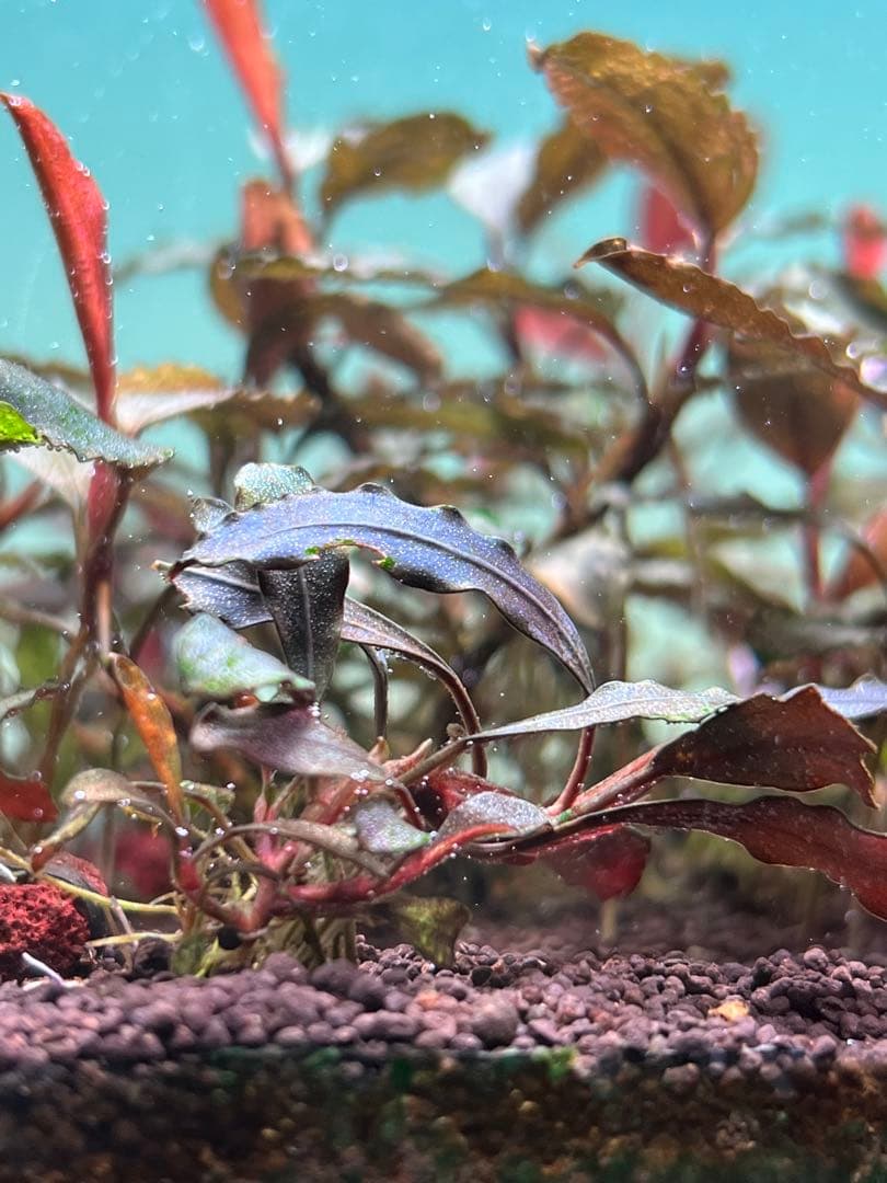 ブセファランドラspゴーストカリマンタン 4株