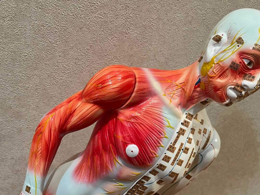 鍼灸・整体　経穴人形　中国製