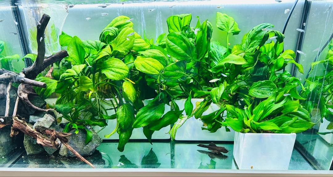 水草　エキノドルス・サターン　エキノドルス sp サターン　30cm弱