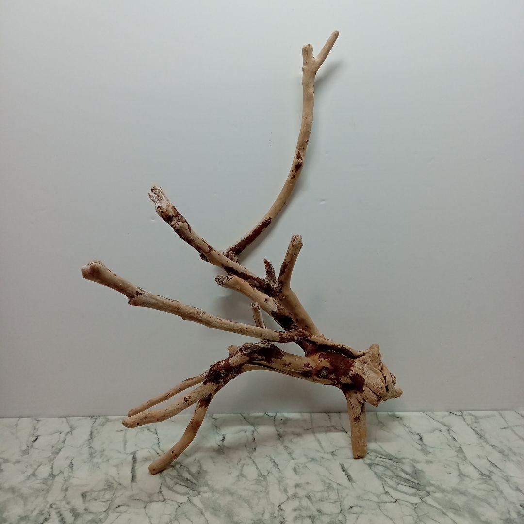 ！専用！アク抜き済み流木【645】セール