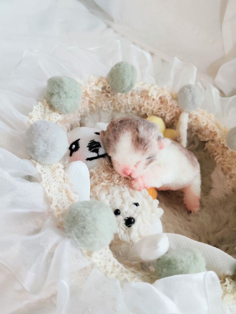 ママ募集❤生後１日子猫ちゃん♡バスケットとクマたん♡アートドール♡ぬいぐるみ♡