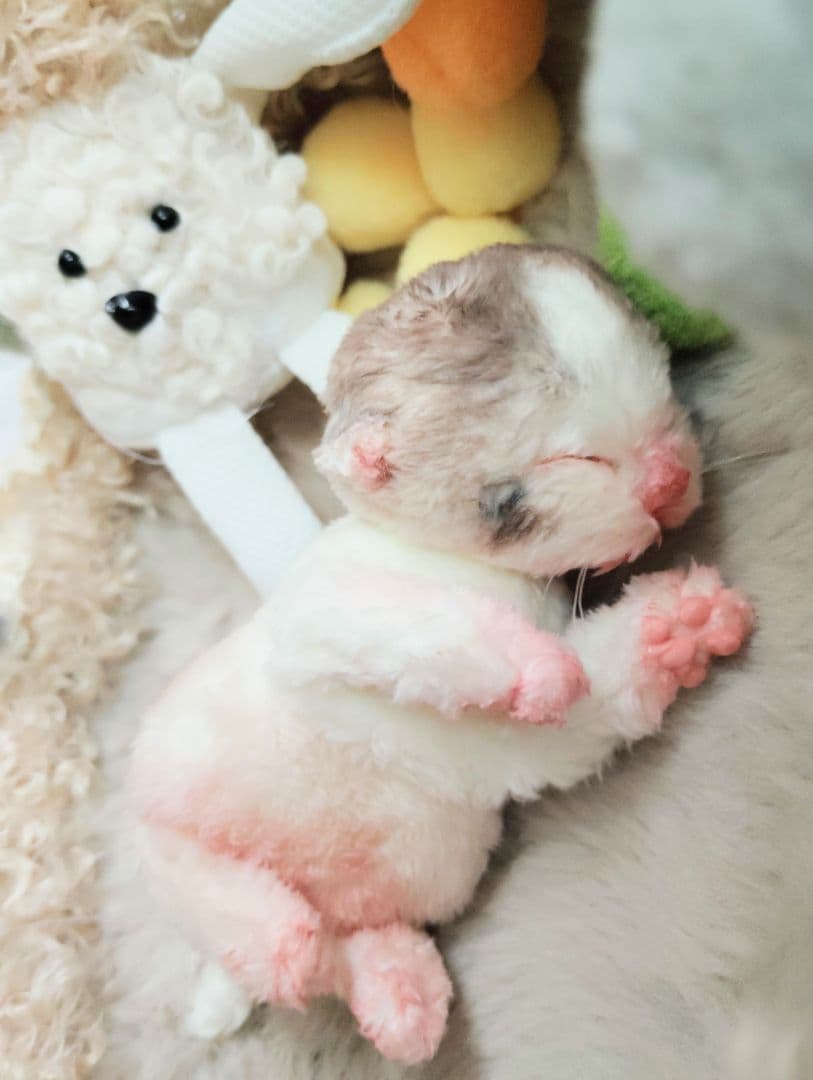 ママ募集❤生後１日子猫ちゃん♡バスケットとクマたん♡アートドール♡ぬいぐるみ♡