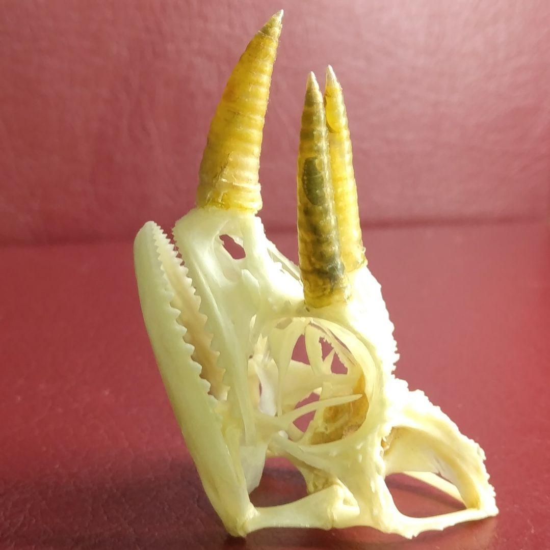 ✔ジャクソン カメレオン 幼体 骨格標本 頭蓋骨 頭骨 標本 インテリア