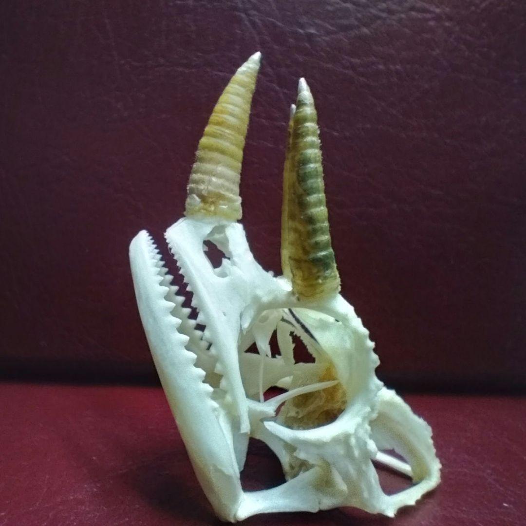 ✔ジャクソン カメレオン 幼体 骨格標本 頭蓋骨 頭骨 標本 インテリア