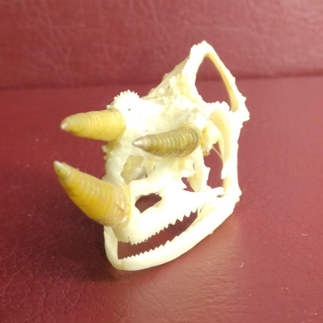 ✔ジャクソン カメレオン 幼体 骨格標本 頭蓋骨 頭骨 標本 インテリア