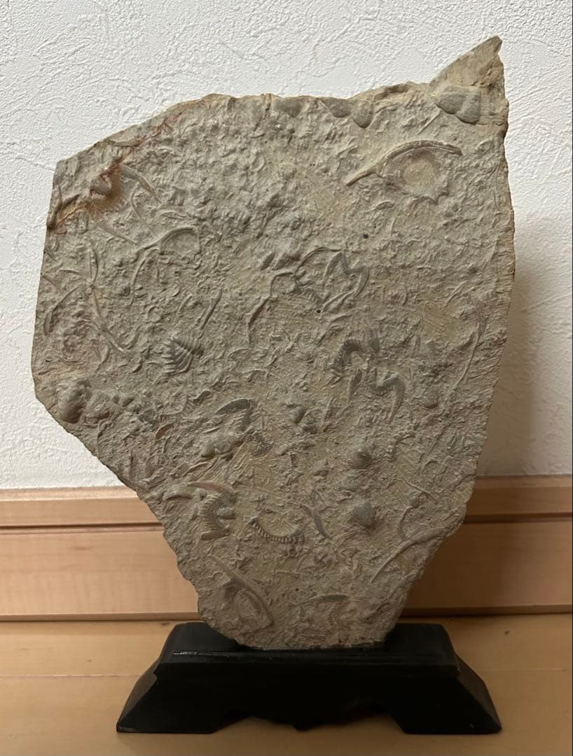 三葉虫化石　山東省